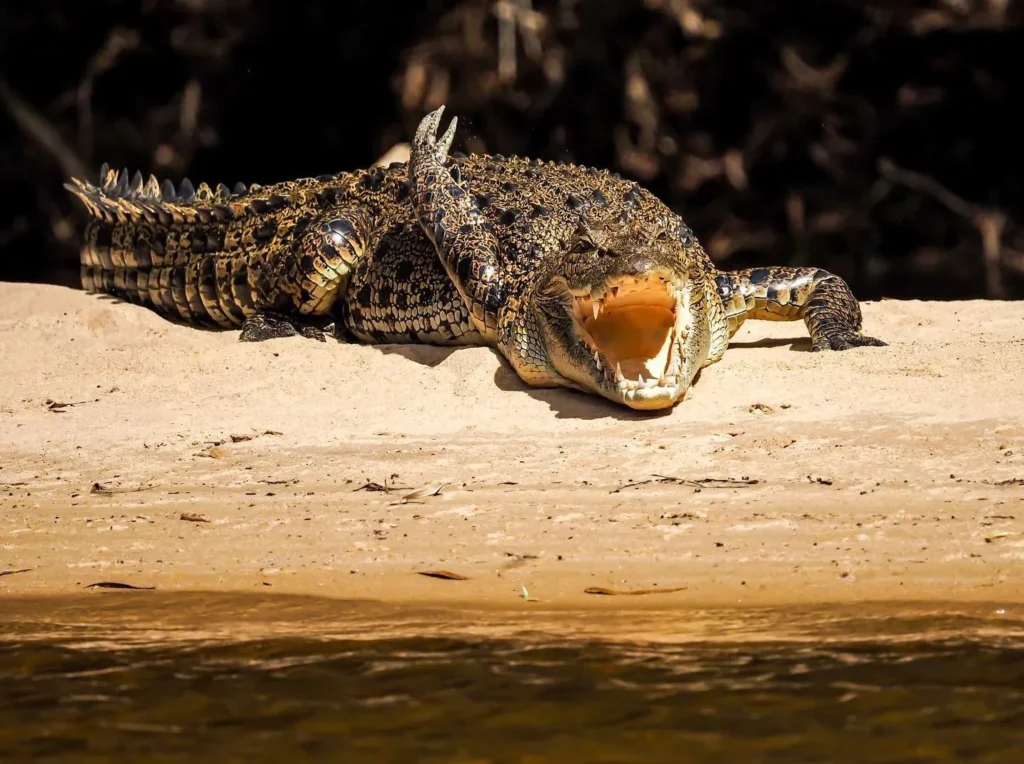 Crocodile spotting cruises