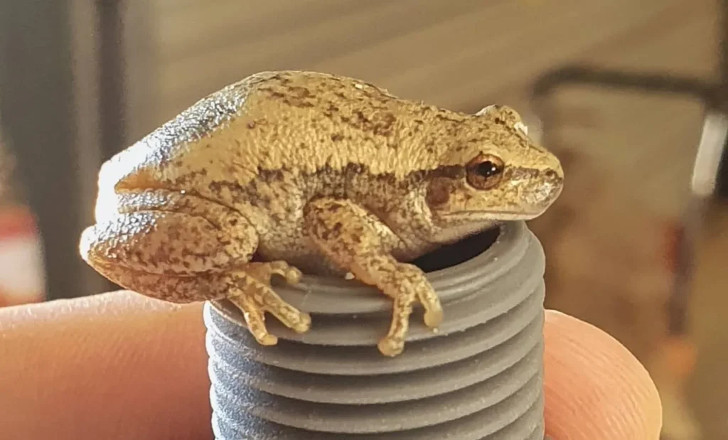 Desert Tree Frogs