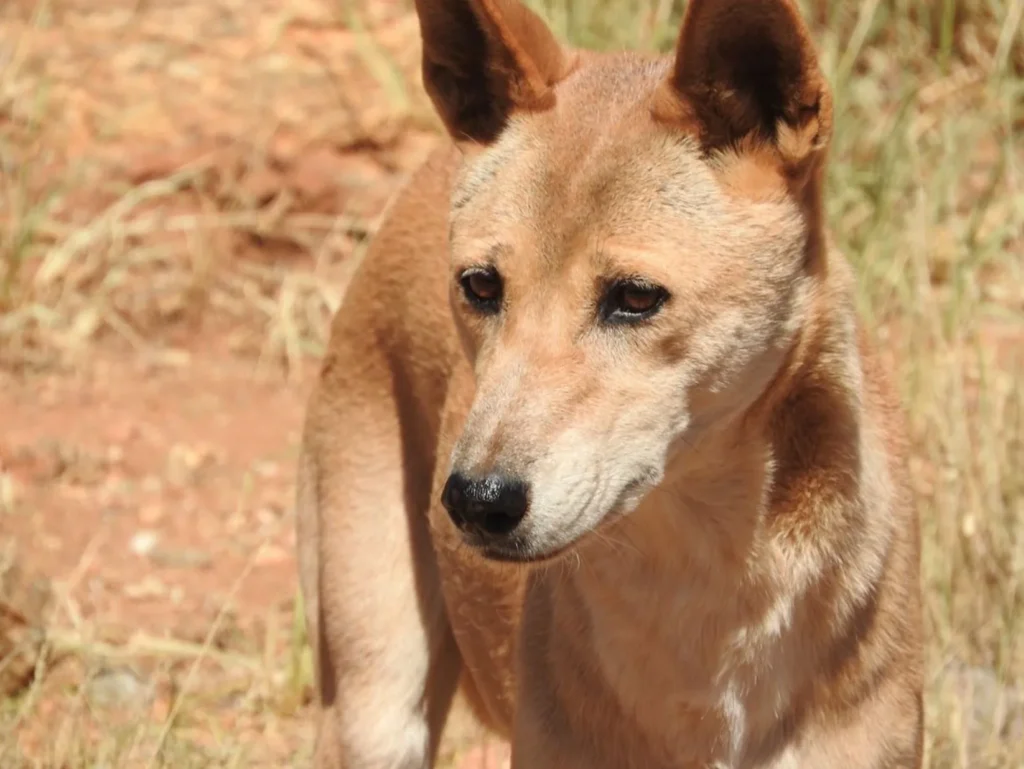 Dingoes, Watarrka National Park