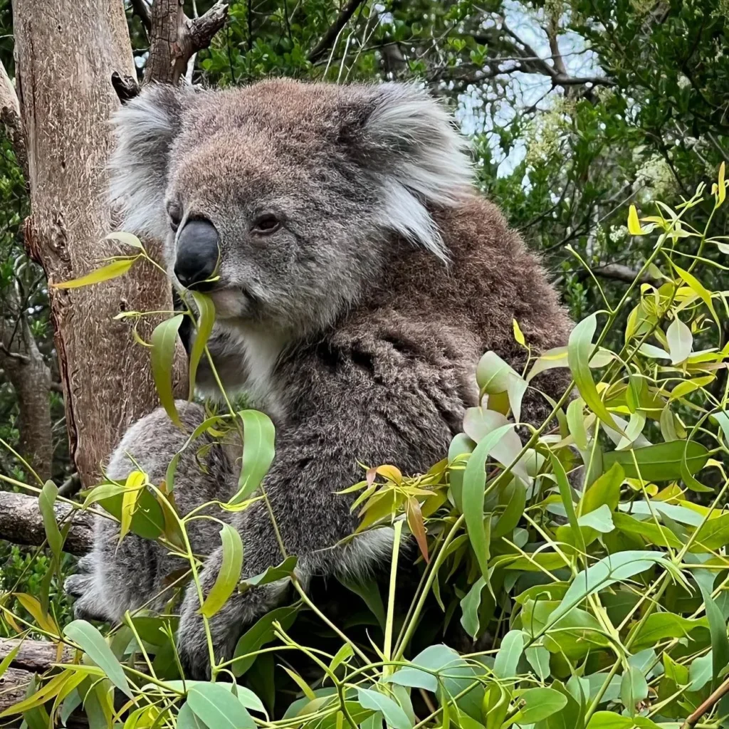 Koala Conservation Reserve
