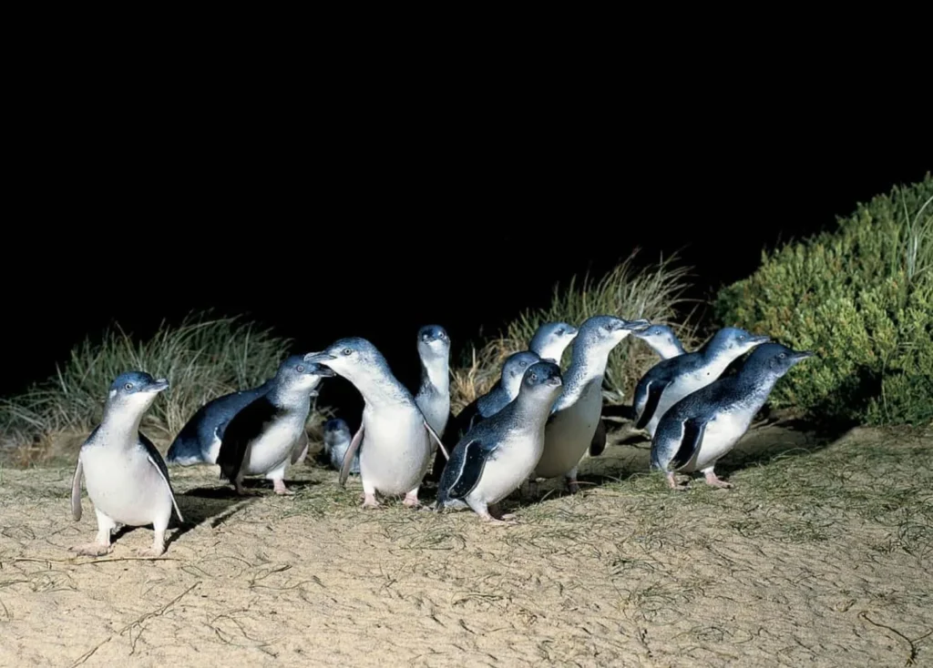 Penguin Parade