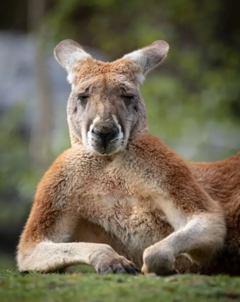 Red Kangaroos, Red Kangaroos