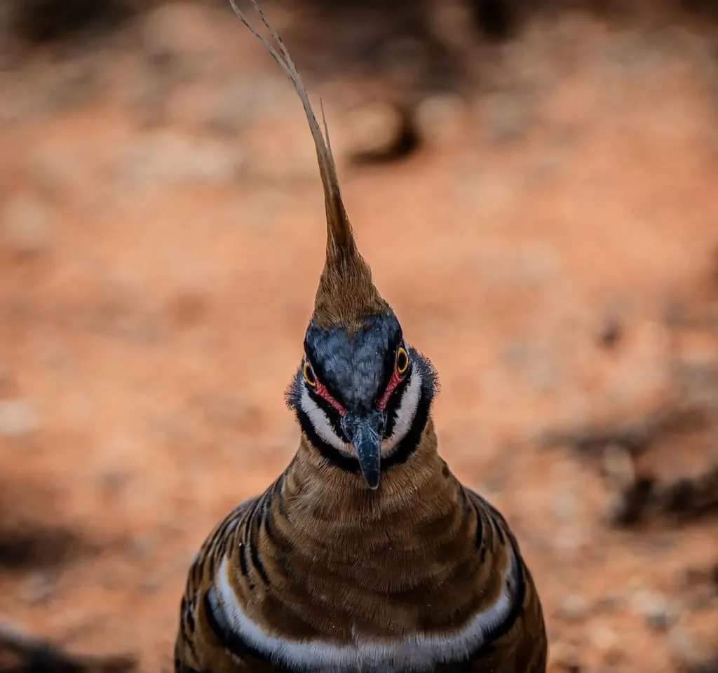 Spinifex Pigeons, Watarrka National Park