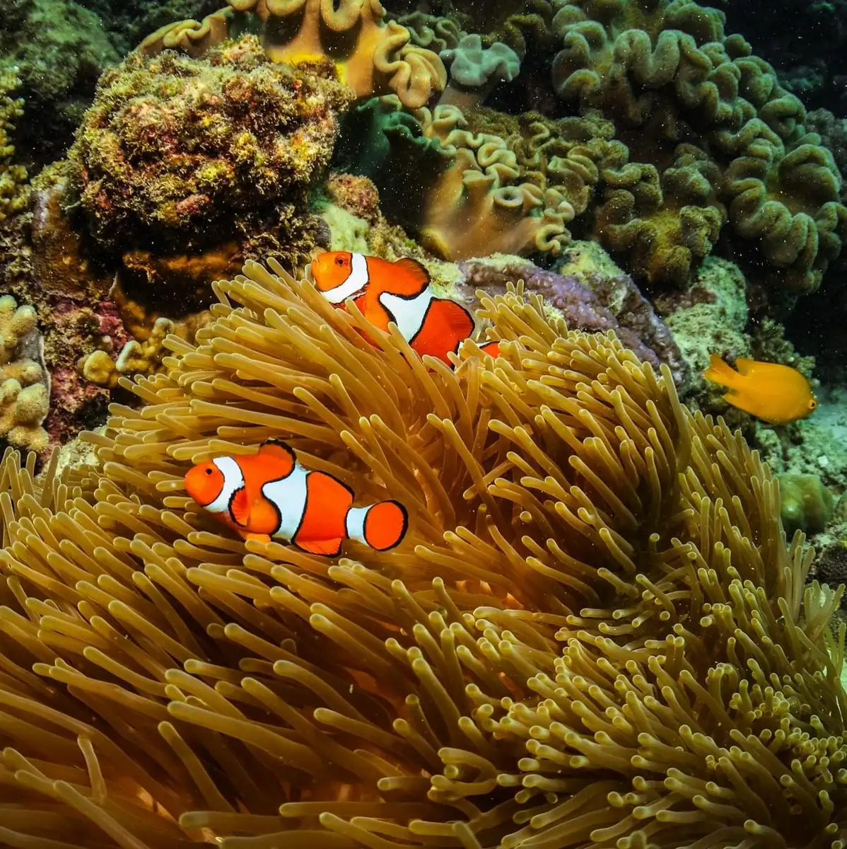 Start With Choosing The Right Style Of Reef Day