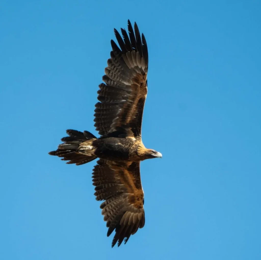 Wedge-tailed Eagles, Watarrka National Park