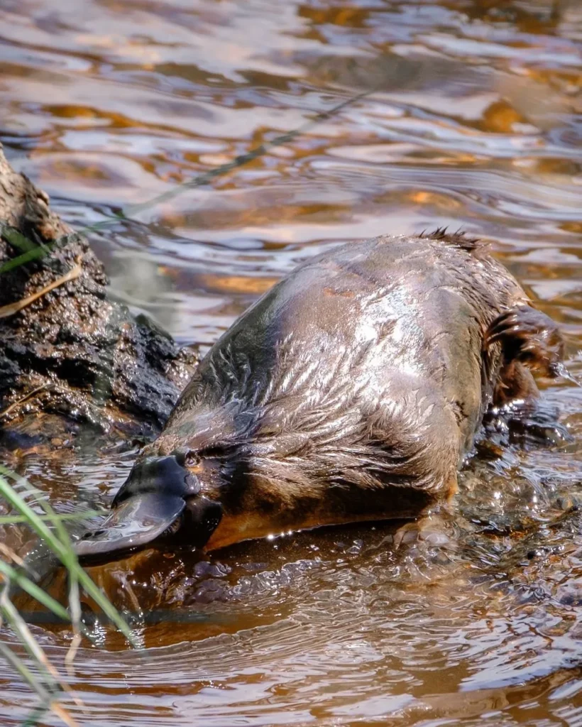 platypus, Lake Elizabeth